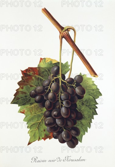Ampelography, grape variety, oenology, viticulture, grape, grapevine, Raisin Noir de Jerusalem grape, digitally enhanced reproduction of an original by Jules Tronca (1855 to 1915), Historical
