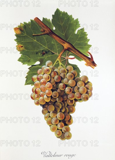 Ampelography, grape variety, oenology, viticulture, grape, grapevine, Valteliner Rouge grape, digitally enhanced reproduction of an original by Jules Tronca (1855 to 1915), Historical
