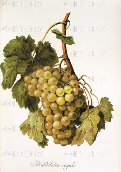 Ampelography, grape variety, oenology, viticulture, grape, grapevine, Madeleine Royale grape, digitally enhanced reproduction of an original by Alexis Kreyder (1839 to 1912), Historical