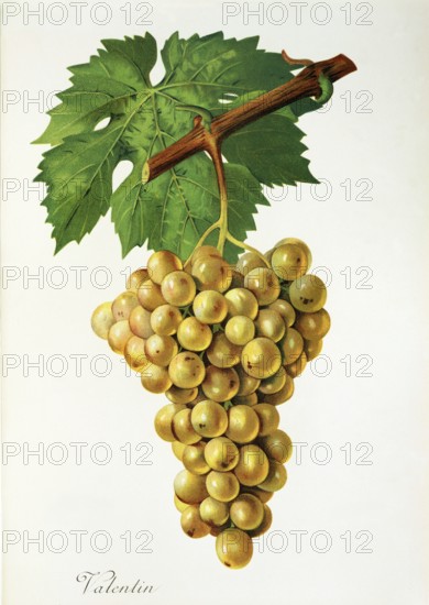 Ampelography, grape variety, oenology, viticulture, grape, grapevine, Valentin grape, digitally enhanced reproduction of an original by Jules Tronca (1855 to 1915), Historical