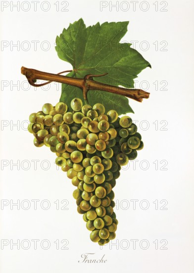 Ampelography, grape variety, oenology, viticulture, grape, grapevine, Franche grape, digitally enhanced reproduction of an original by Jules Tronca (1855 to 1915), Historical