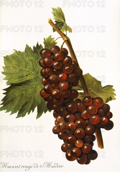 Ampelography, Grape variety, Oenology, Viticulture, Grape, Grapevine, Muscat Rouge de Madere grape, digitally enhanced reproduction of an original by Alexis Kreyder (1839 to 1912), Historical