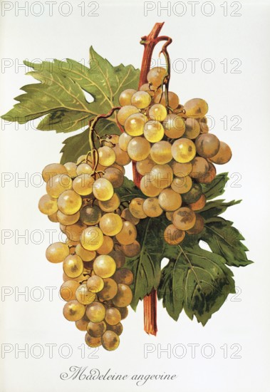 Ampelography, grape variety, oenology, viticulture, grape, grapevine, Madeleine Angevine grape, digitally enhanced reproduction of an original by Alexis Kreyder (1839 to 1912), Historical