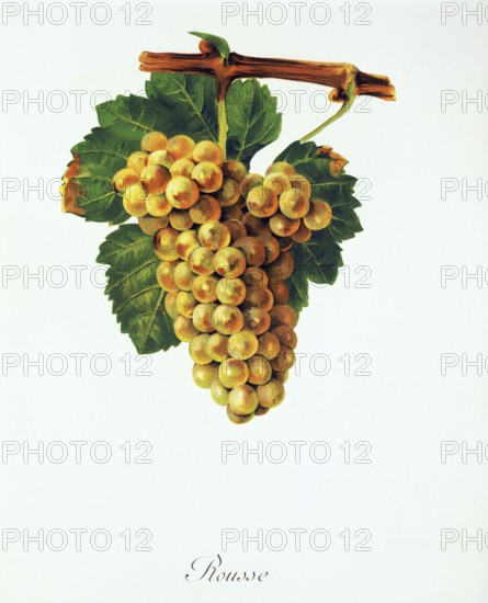 Ampelography, grape variety, oenology, viticulture, grape, grapevine, Rousse grape, digitally enhanced reproduction of an original by Jules Tronca (1855 to 1915), Historical