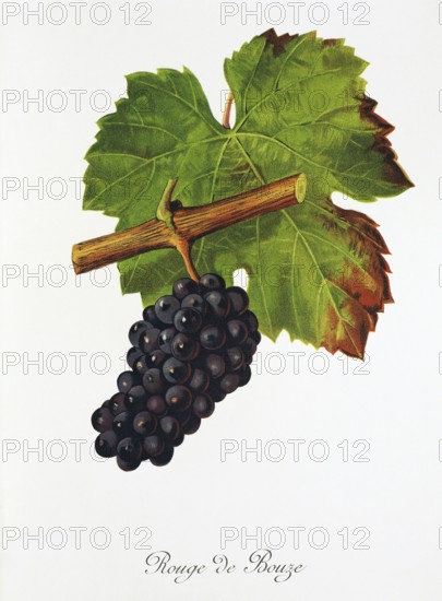 Ampelography, grape variety, oenology, viticulture, grape, grapevine, Rouge de Bouze grape, digitally enhanced reproduction of an original by Jules Tronca (1855 to 1915), Historical