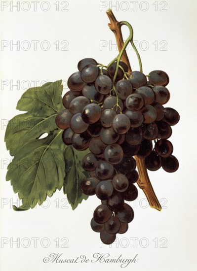 Ampelography, Grape variety, Oenology, Viticulture, Grape, Grapevine, Muscat de Hamburgh grape, digitally enhanced reproduction of an original by Alexis Kreyder (1839 to 1912), Historical