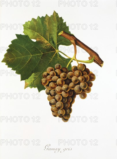 Ampelography, grape variety, oenology, viticulture, grape, grapevine, Gamay Gris grape, digitally enhanced reproduction of an original by Jules Tronca (1855 to 1915), Historical