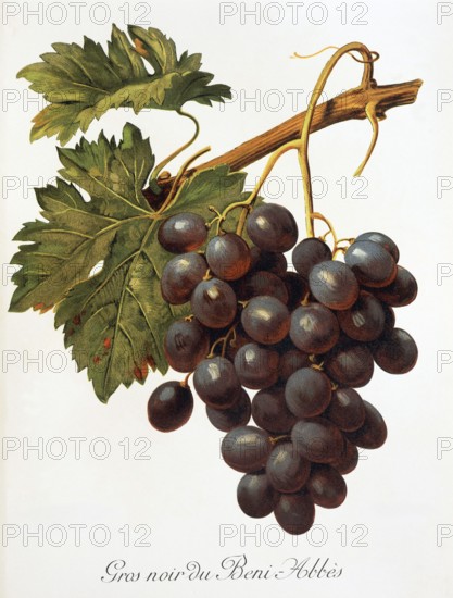 Ampelography, grape variety, oenology, viticulture, grape, grapevine, Abbes grape, digitally enhanced reproduction of an original by Alexis Kreyder (1839 to 1912), Historical