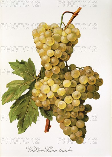 Ampelography, grape variety, oenology, viticulture, grape, grapevine, Van der Laan grape, digitally enhanced reproduction of an original by Alexis Kreyder (1839 to 1912), Historical