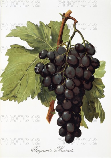 Ampelography, grape variety, oenology, viticulture, grape, grapevine, Ingram's Muscat grape, digitally enhanced reproduction of an original by Alexis Kreyder (1839 to 1912), Historical