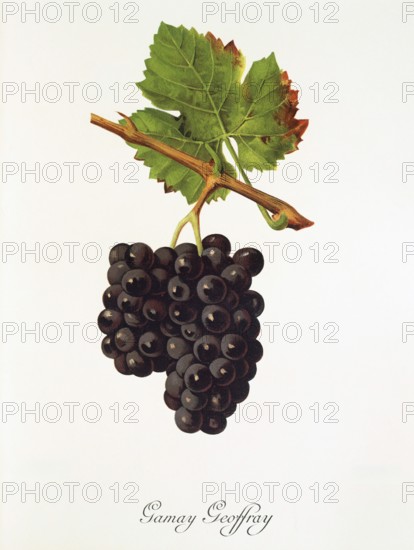 Ampelography, grape variety, oenology, viticulture, grape, grapevine, Gamay Geoffray grape, digitally enhanced reproduction of an original by Jules Tronca (1855 to 1915), Historical