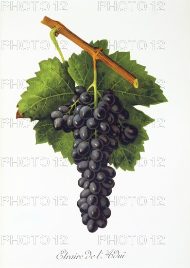 Ampelography, grape variety, oenology, viticulture, grape, grapevine, Etraire del'Adui grape, digitally enhanced reproduction of an original by Jules Tronca (1855 to 1915), Historical