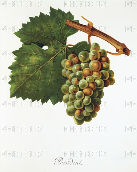 Ampelography, grape variety, oenology, viticulture, grape, grapevine, President grape, digitally enhanced reproduction of an original by Jules Tronca (1855 to 1915), Historical