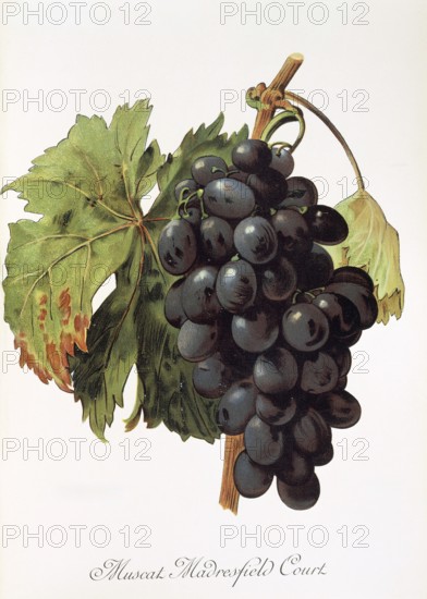 Ampelography, grape variety, oenology, viticulture, grape, grapevine, Muscat Madrefield Court grape, digitally enhanced reproduction of an original by Alexis Kreyder (1839 to 1912), Historical