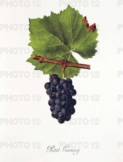 Ampelography, grape variety, oenology, viticulture, grape, grapevine, Petit Gamay grape, digitally enhanced reproduction of an original by Jules Tronca (1855 to 1915), Historical