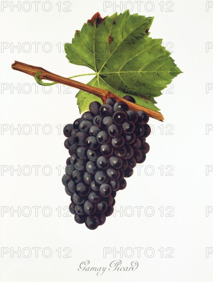 Ampelography, grape variety, oenology, viticulture, grape, grapevine, Gamay Picard grape, digitally enhanced reproduction of an original by Jules Tronca (1855 to 1915), Historical