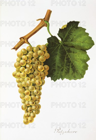 Ampelography, grape variety, oenology, viticulture, grape, grapevine, cleaning shears grape, digitally enhanced reproduction of a model by Jules Tronca (1855 to 1915), Historical