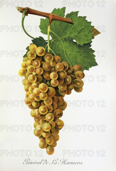 Ampelography, grape variety, oenology, viticulture, grape, grapevine, General de la Marmora grape, digitally enhanced reproduction of an original by Jules Tronca (1855 to 1915), Historical
