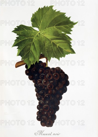 Ampelography, grape variety, oenology, viticulture, grape, grapevine, Muscat Noir grape, digitally enhanced reproduction of an original by Jules Tronca (1855 to 1915), Historical