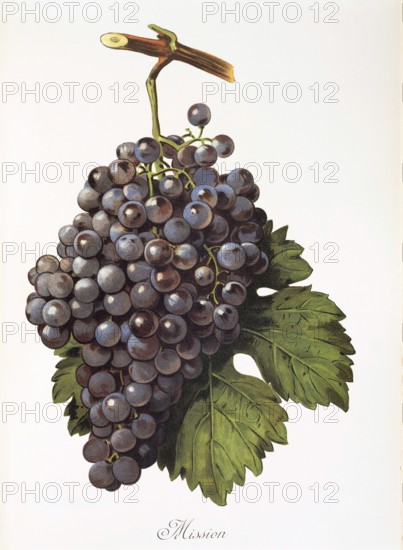 Ampelography, grape variety, oenology, viticulture, grape, grapevine, mission grape, digitally enhanced reproduction of an original by Alexis Kreyder (1839 to 1912), Historical