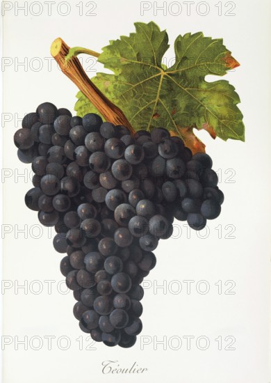 Ampelography, grape variety, oenology, viticulture, grape, grapevine, Teoulier grape, digitally enhanced reproduction of an original by Jules Tronca (1855 to 1915), Historical