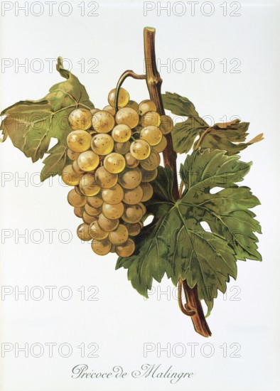 Ampelography, grape variety, oenology, viticulture, grape, grapevine, Precoce de Malingre grape, digitally enhanced reproduction of an original by Alexis Kreyder (1839 to 1912), Historical