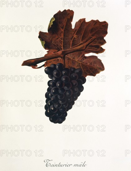 Ampelography, grape variety, oenology, viticulture, grape, grapevine, Teinturier Male grape, digitally enhanced reproduction of an original by Jules Tronca (1855 to 1915), Historical