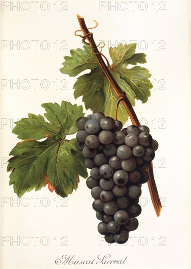 Ampelography, grape variety, oenology, viticulture, grape, grapevine, Muscat Lierval grape, digitally enhanced reproduction of an original by Alexis Kreyder (1839 to 1912), Historical