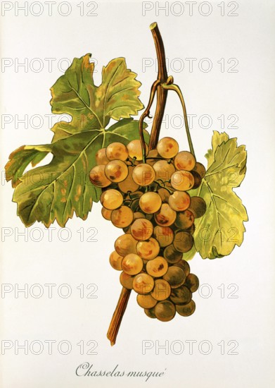 Ampelography, grape variety, oenology, viticulture, grape, grapevine, Chasselas Musque' grape, digitally enhanced reproduction of an original by Alexis Kreyder (1839 to 1912), Historical