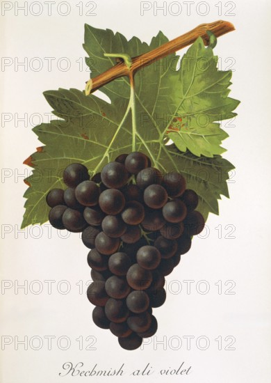 Ampelography, grape variety, oenology, viticulture, grape, grapevine, Kechmish Ali Violet grape, digitally enhanced reproduction of an original by Jules Tronca (1855 to 1915), Historical