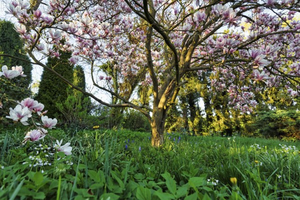 Flowering magnolia tree, tulip magnolia (Magnolia x soulangeana) on a spring meadow, Höxter, Germany