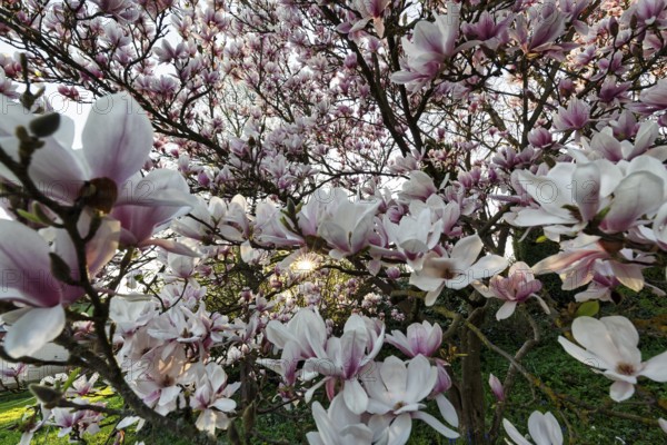 Flowering magnolia tree, tulip magnolia (Magnolia x soulangeana), sea of flowers, sunbeams, Höxter, Germany