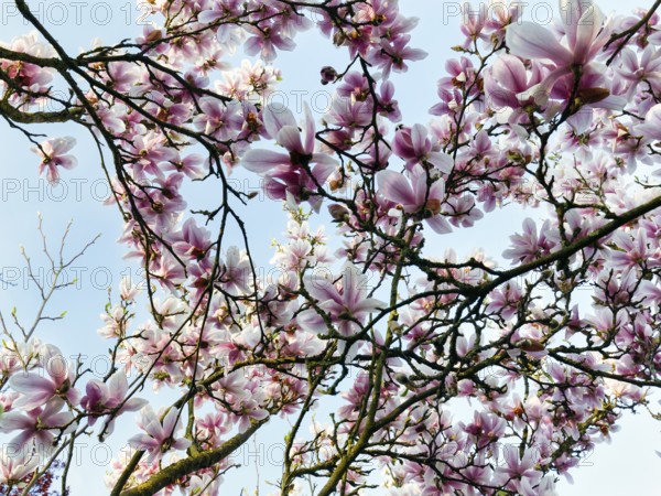 Flowering magnolia tree, tulip magnolia (Magnolia x soulangeana), sea of flowers, view upwards, Höxter, Germany