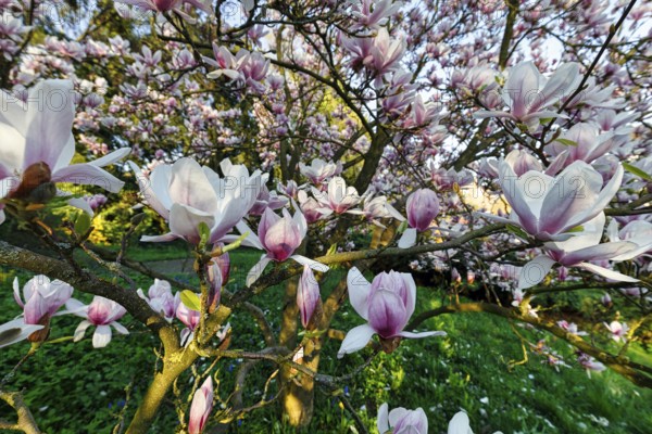 Flowering magnolia tree, tulip magnolia (Magnolia x soulangeana), magnolia blossoms, Höxter, Germany