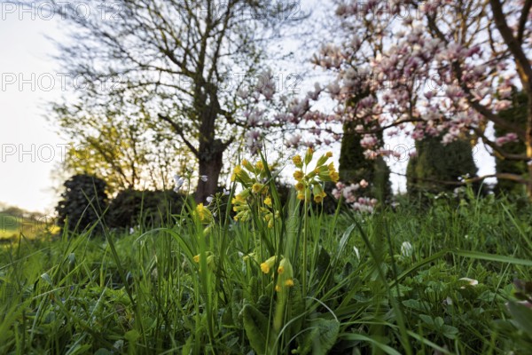 Cowslip (Primula veris) in a meadow, Höxter, Germany