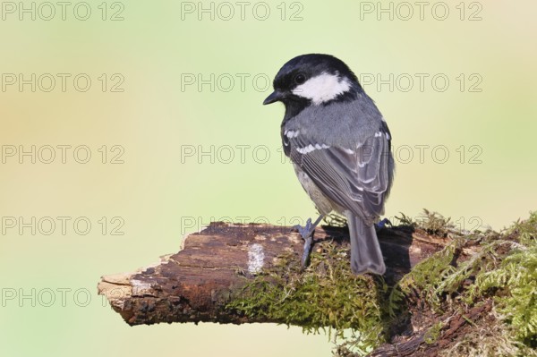 Fir tit (Parus ater), sitting on an old rotten branch covered with moss, back view, Wilnsdorf, North Rhine-Westphalia, Germany