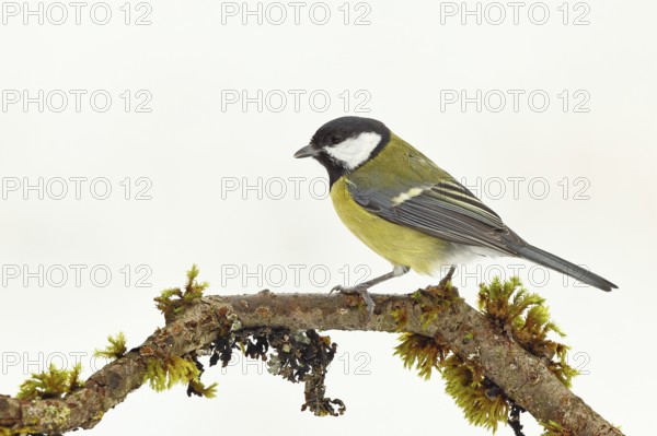 Great tit (Parus major), sitting on a branch overgrown with lichen and moss, Wilnsdorf, North Rhine-Westphalia, Germany