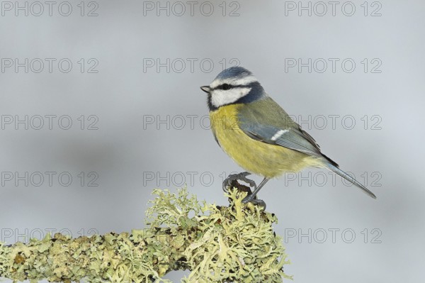 Blue tit (Parus caeruleus), sitting on a branch overgrown with reindeer lichen (Cladonia rangiferina), Wilnsdorf, North Rhine-Westphalia, Germany