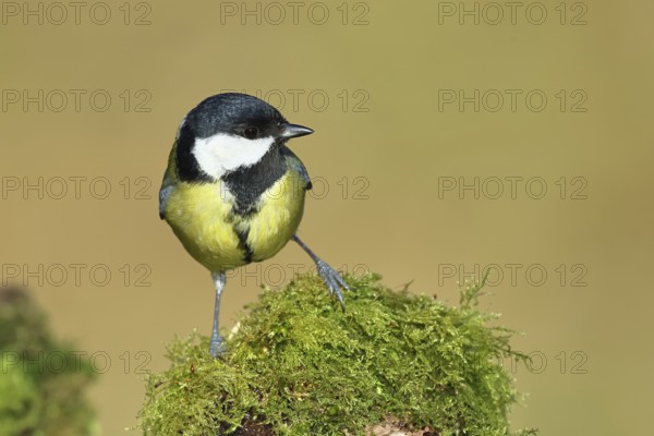 Great tit (Parus major), sitting on moss-covered dead wood, Wilnsdorf, North Rhine-Westphalia, Germany