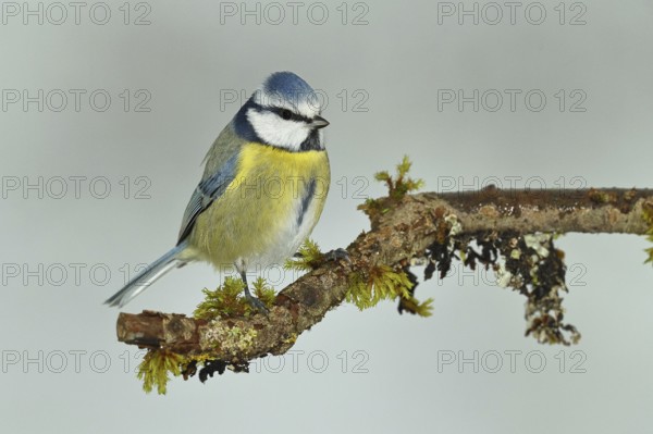 Blue tit (Parus caeruleus), sitting on a branch overgrown with lichen and moss, Wilnsdorf, North Rhine-Westphalia, Germany