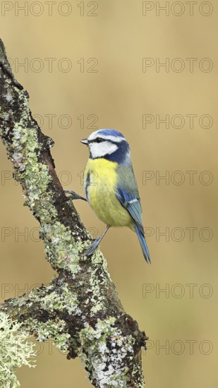 Blue tit (Parus caeruleus), sitting on a branch overgrown with lichen, Wilnsdorf, North Rhine-Westphalia, Germany