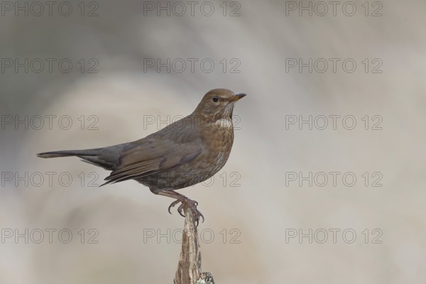 Blackbird (Turdus merula), female, sitting on an old tree stump in the forest, Wilnsdorf, North Rhine-Westphalia, Germany