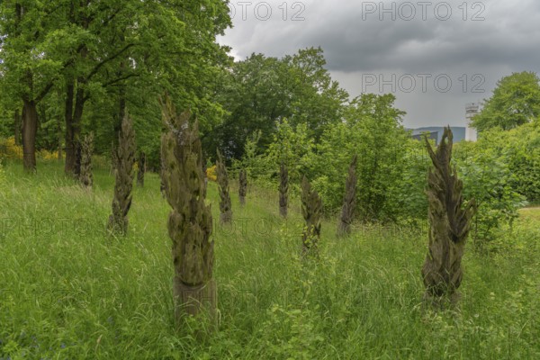 Schifflersgrund border museum memorial on the former border between the FRG and the GDR, Burnt Dreams by the artist Sebastian Seiffert, Flames as a symbol of the victims on the inner-German border, Bad Sooden-Allendorf, Art made from tree trunks, Observation tower, Forest, Meadow, Hesse, Asbach-Sickenberg Thuringia, Germany