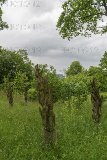 Schifflersgrund border museum memorial on the former border between the FRG and the GDR, Burnt Dreams by the artist Sebastian Seiffert, Flames as a symbol of the victims on the inner-German border, Bad Sooden-Allendorf, Art made from tree trunks, Observation tower, Forest, Meadow, Hesse, Asbach-Sickenberg Thuringia, Germany