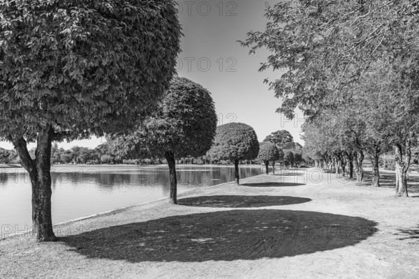 Avenue with deciduous trees and shade, black and white photo, historical park, Sukhothai, Sukhothai province, Thailand