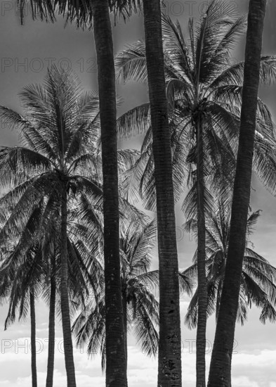 Palm trees in historical park, black and white photo, Sukhothai, Sukhothai Province, Thailand
