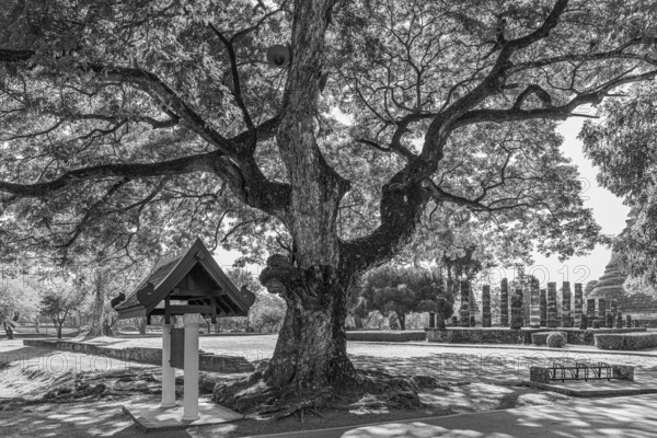 Old deciduous tree in historical park, black and white photo, Sukhothai, Sukhothai Province, Thailand