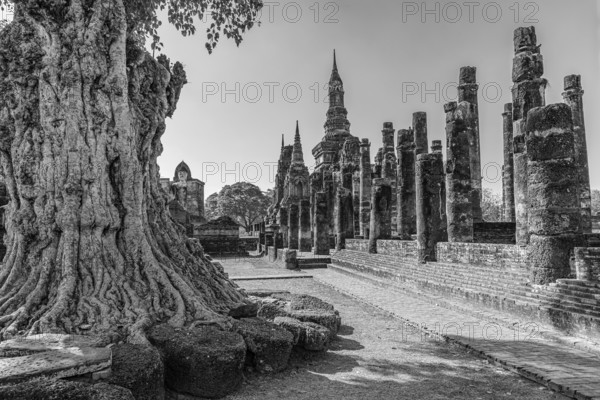 Deciduous tree with gnarled trunk, Wat Mahathat Buddhist temple complex, historical park, black and white photo, Sukhothai Province, Thailand