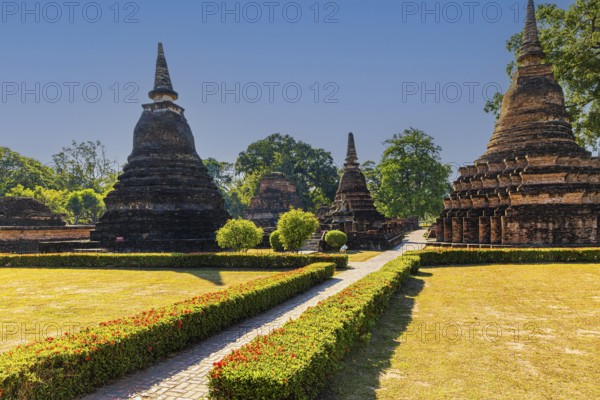 Red honeysuckle hedges, temple towers at the back, Prang, Mahathat Buddhist temple complex, historical park, Sukhothai, Sukhothai province, Thailand
