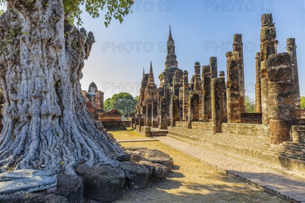 Deciduous tree with gnarled trunk, Wat Mahathat Buddhist temple complex, historical park, Sukhothai, Sukhothai province, Thailand